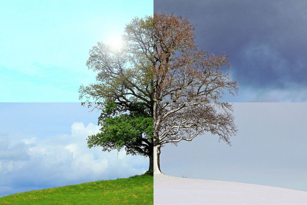 Arbre avec les 4 saisons d'une année