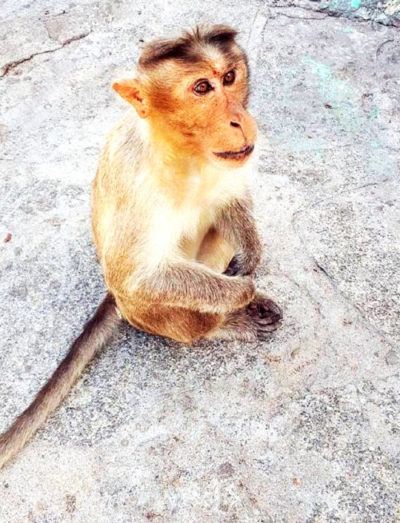 Un singe d'Hampi. (Karnataka)