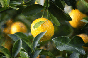 Citron frais