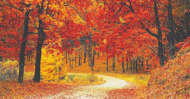 Forêt d'automne