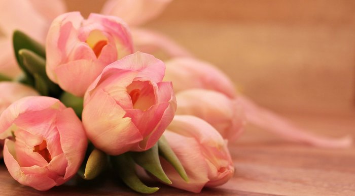 Tulipes roses